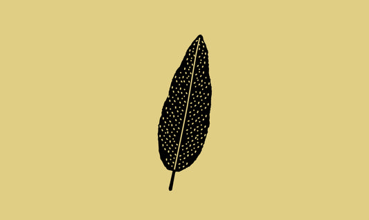 Sauge sclarée