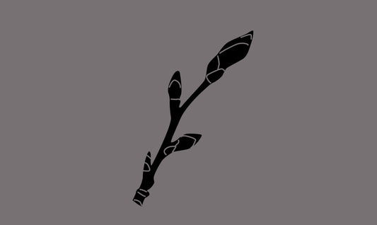 Extrait de bourgeons de tilleul
