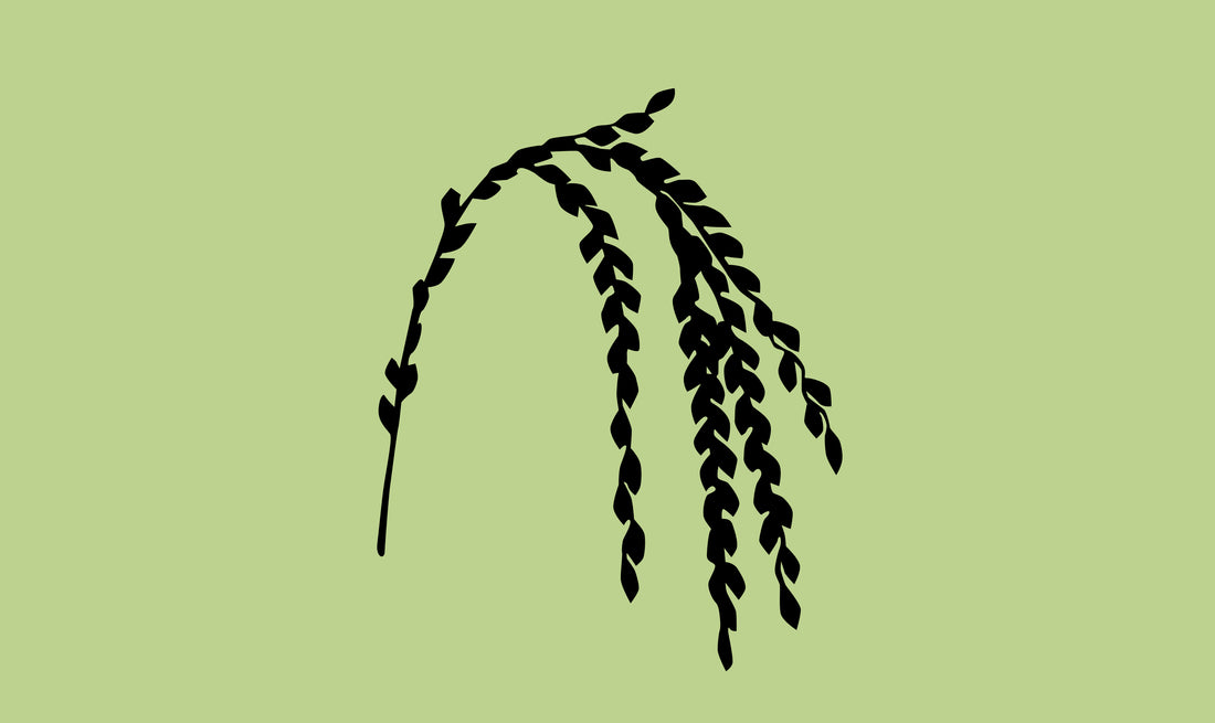 Huile de son de riz