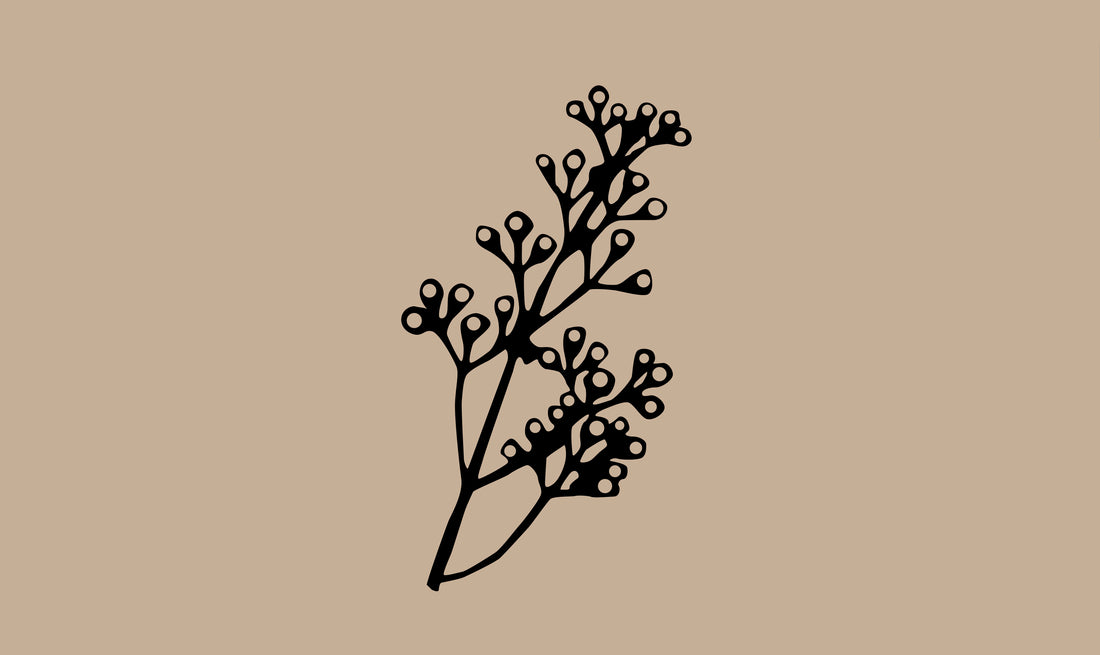 Verveine exotique
