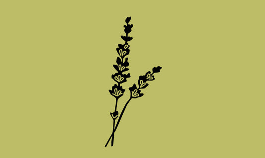Racine de scutellaire du Baïkal